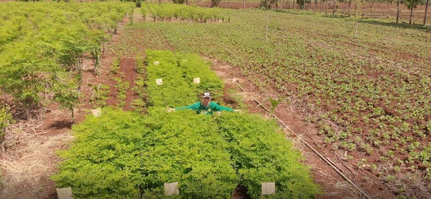 Field site showing conventional vs intensive moringa