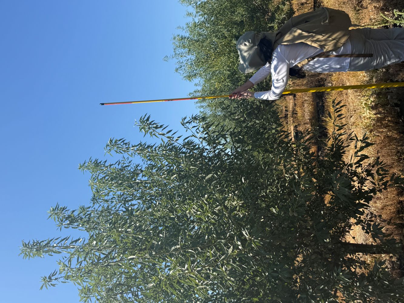 Worker in hat trimming a small leafy tree with a long pole against blue sky