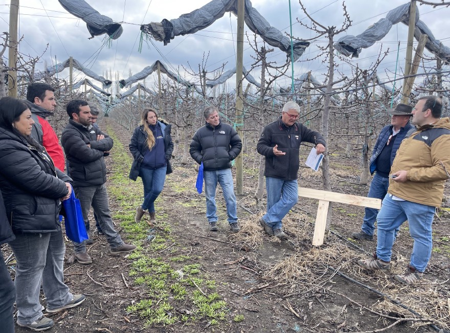 A UCD Chile Extension workshop, discussing trellising wire technology and practices for cherry trees.