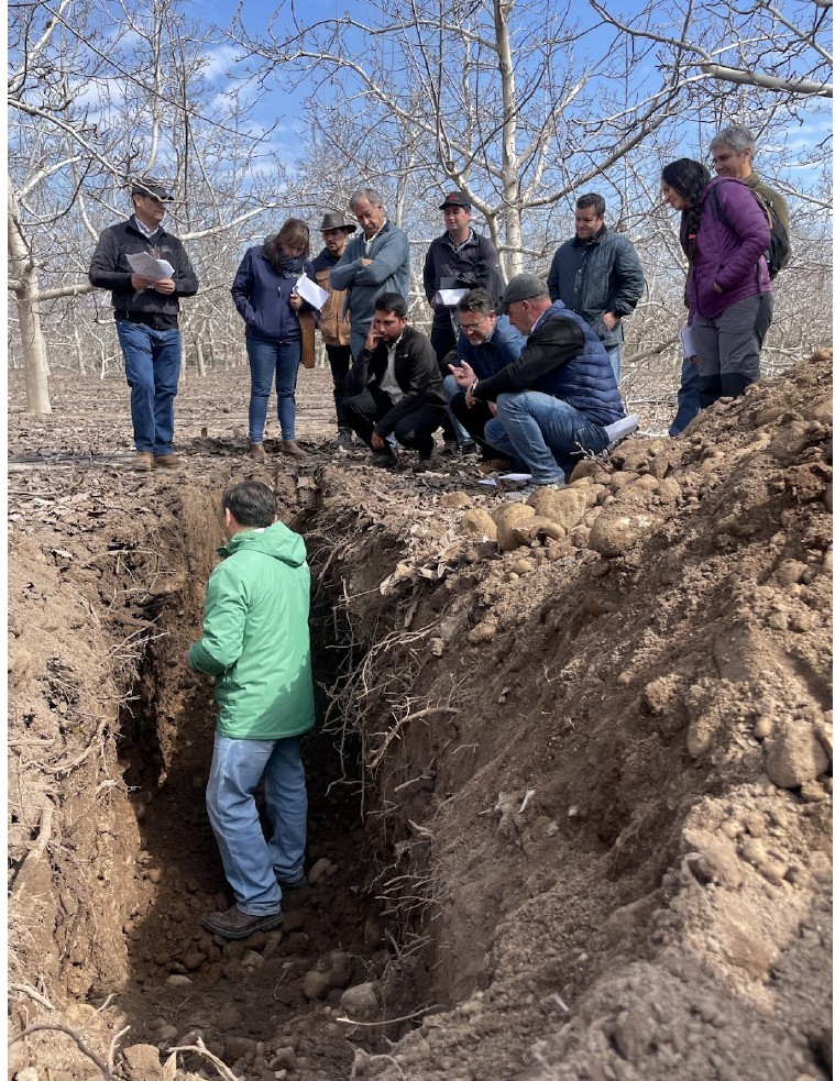 UCD Chile Extension workshop, discussing soil health in a walnut orchard