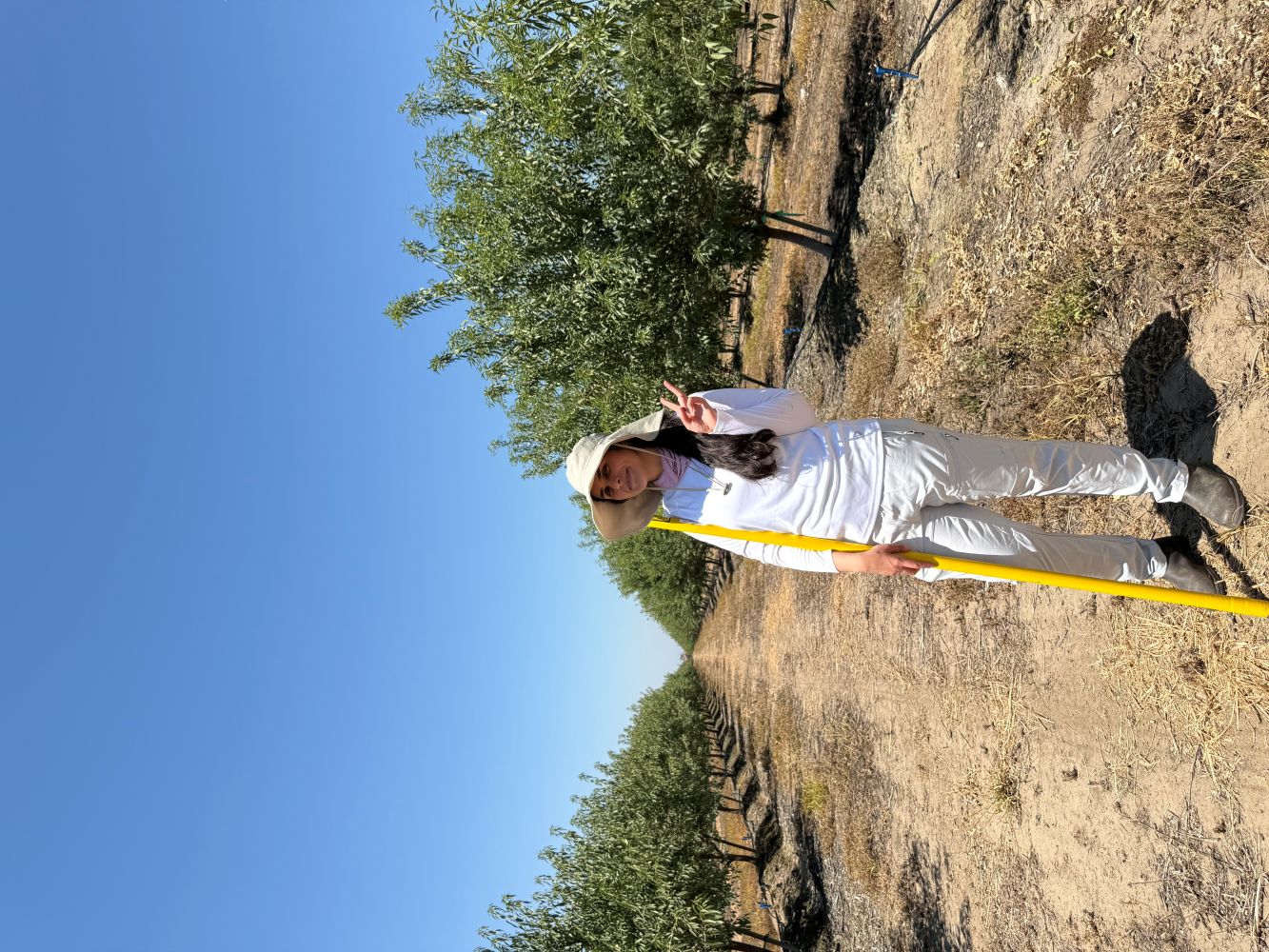 Person in hat holding a long yellow pole in a dry orchard under clear blue sky
