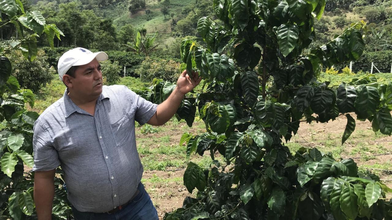 Juan Pablo Guerra on his farm, Valle Escol in Chiquimula, Guatemala