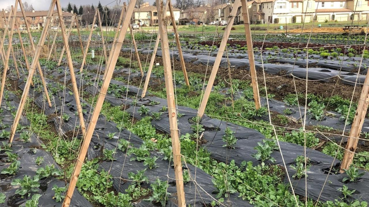 Crops being grown at IRC New Roots Farm