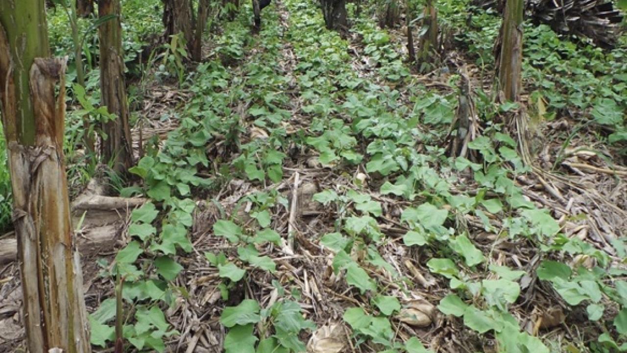 Cocoa-plantain field with cover crops and ground cover