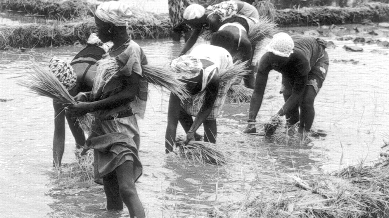 “Jola women transplant the rice seedlings” : Photo Credit: Olga F. Linares, 2002