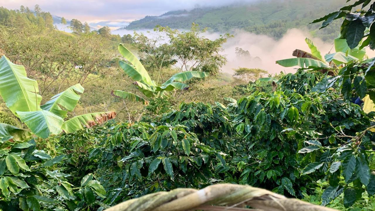 Early morning view from the mountain during coffee harvest
