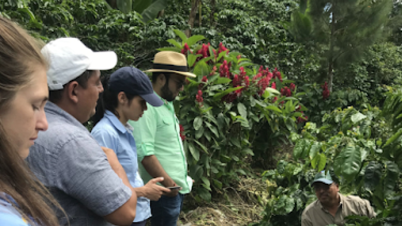 A 2019 PECA and research needs assessment visit to one of the survey participant’s farm. Evie Smith, Juan Pablo Guerra, Johanna Mela, Carlos Morales and Carlos Garcia are seen discussing varieties Juan Pablo has propagated on his farm Valle Escol in Chiquimula, Guatemala.