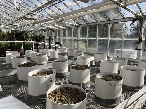 White PVC pots with soil cores sit on greenhouse benches